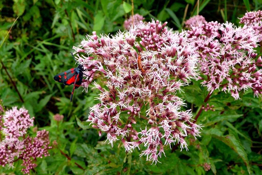 Image of hemp agrimony