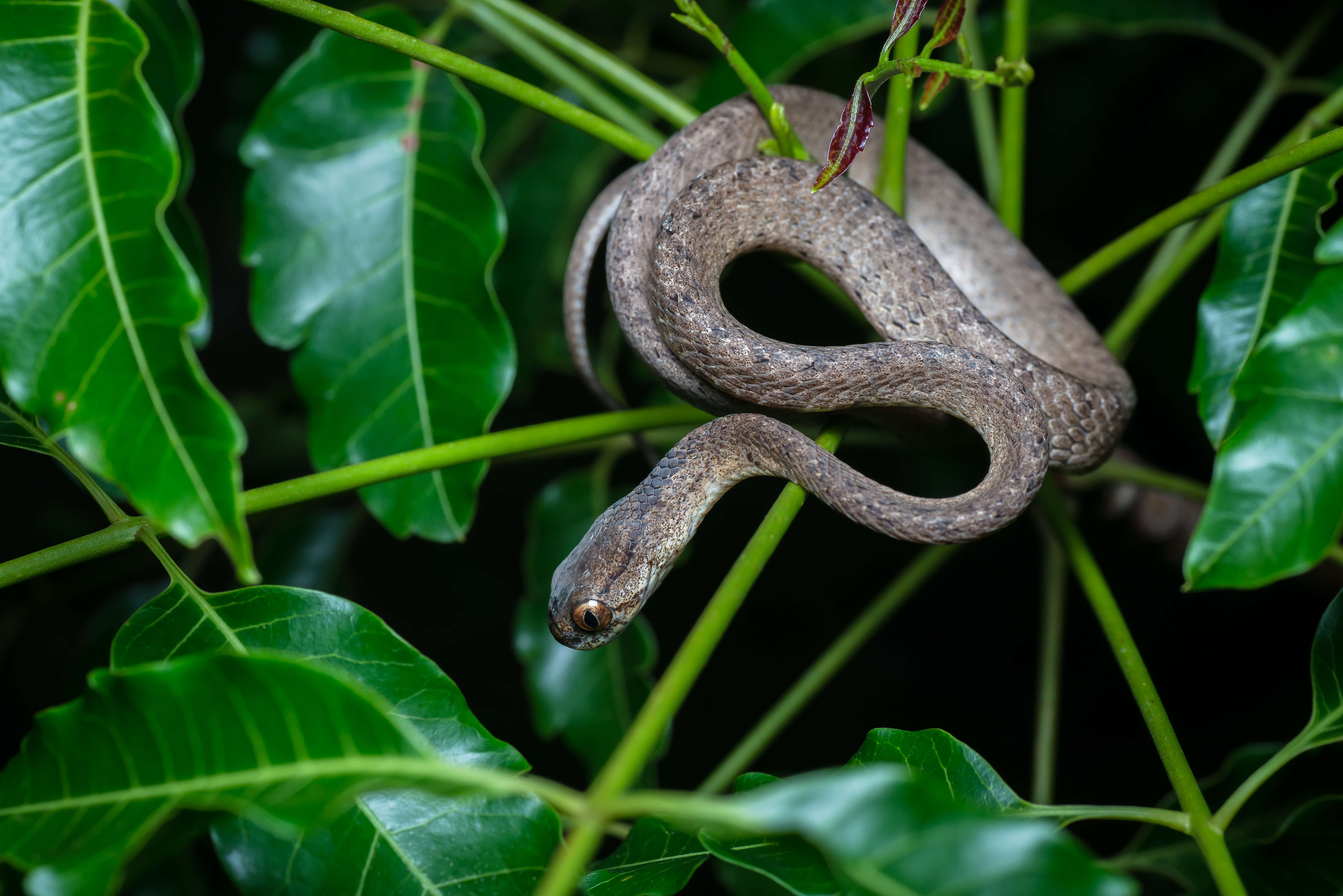 Plancia ëd Pareas carinatus (H. Boie 1828)