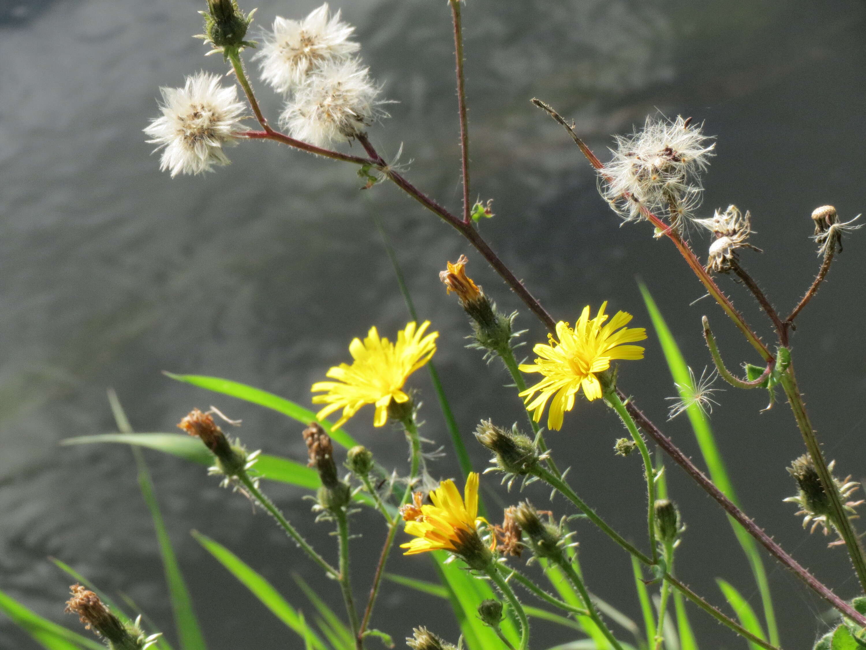 Image of hawkweed oxtongue