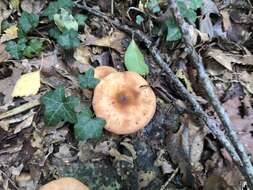 Image of Honey Fungus