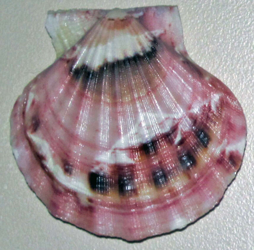 Image of smooth scallop