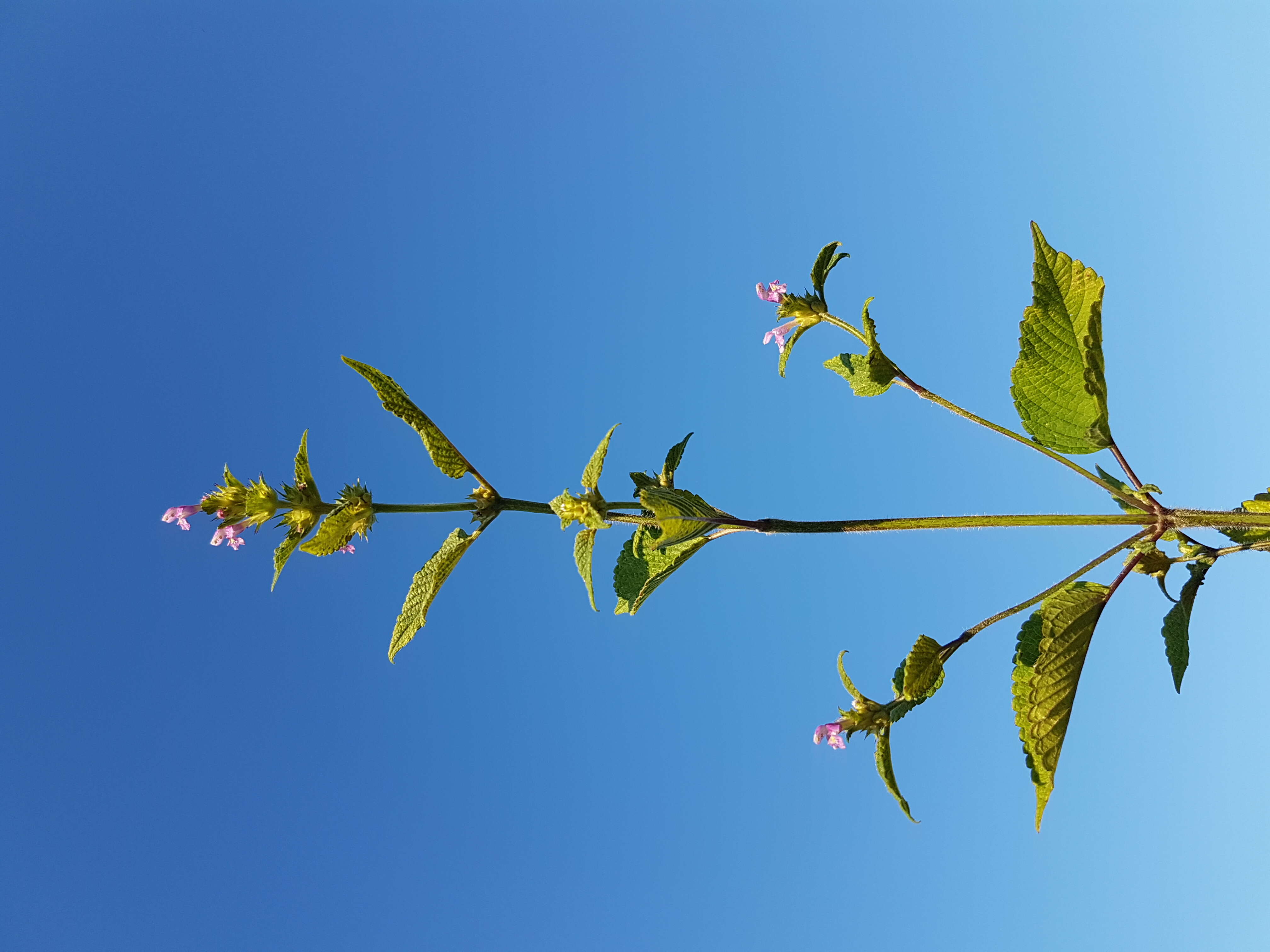 Image of Downy Hemp Nettle