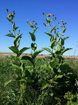 Image of Elecampane