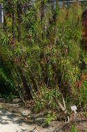 Image of Richea dracophylla R. Br.