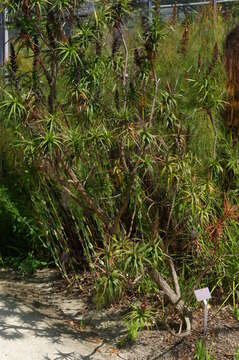 Image of Richea dracophylla R. Br.