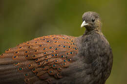 Image of Mountain Peacock-Pheasant