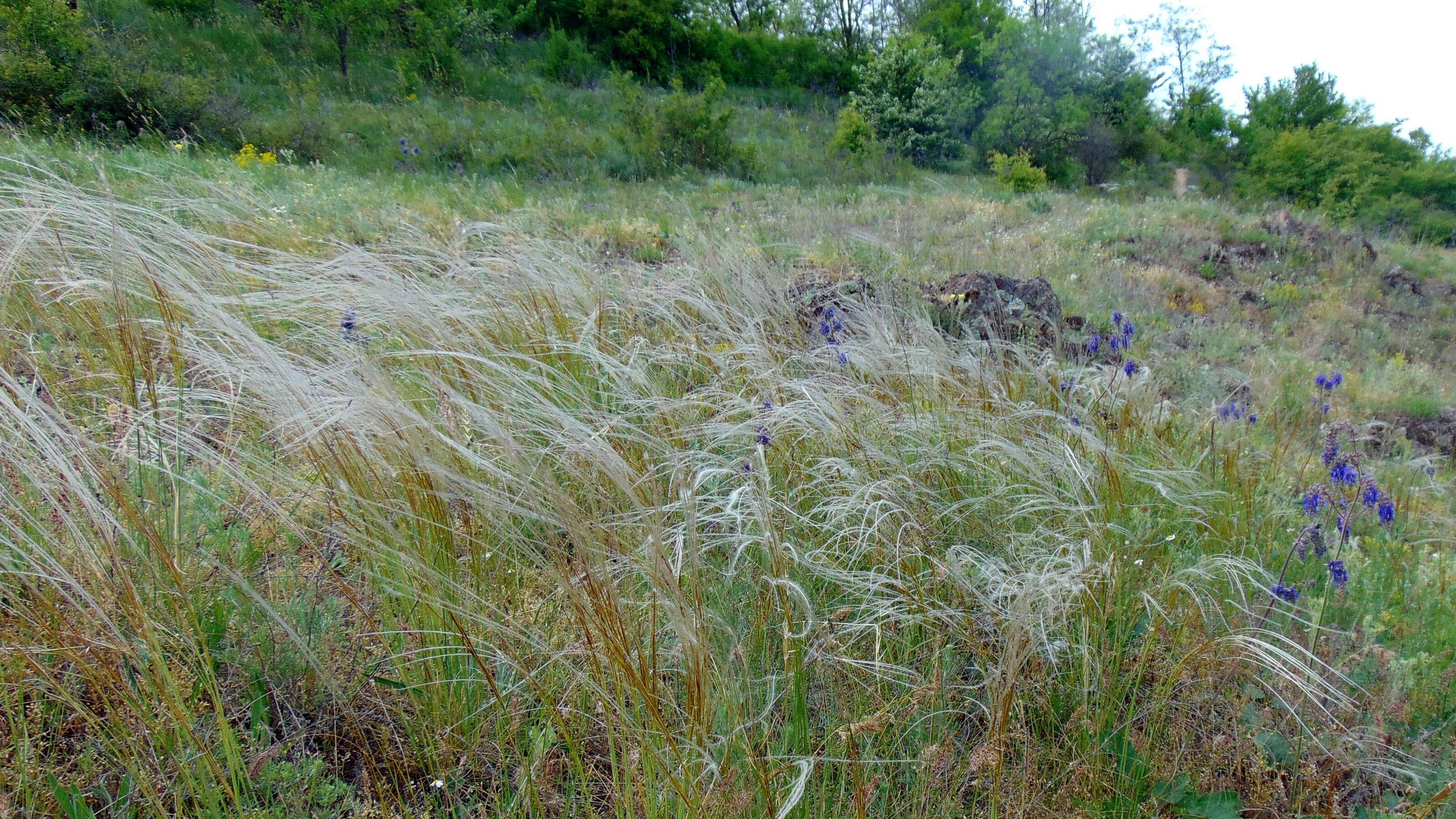 Image of European feather grass