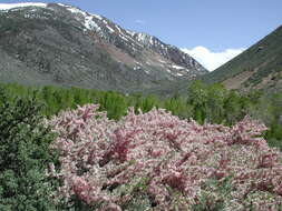 Image de Prunus andersonii Gray