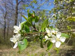 Imagem de Malus sylvestris Mill.