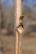 Image of Carya illinoinensis