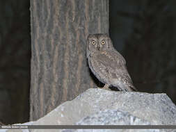 Image of Pallid Scops Owl