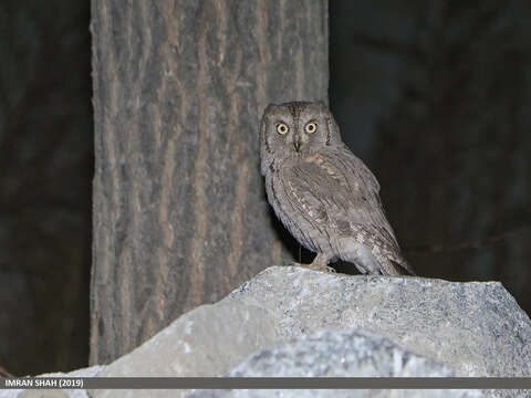 Image of Pallid Scops Owl