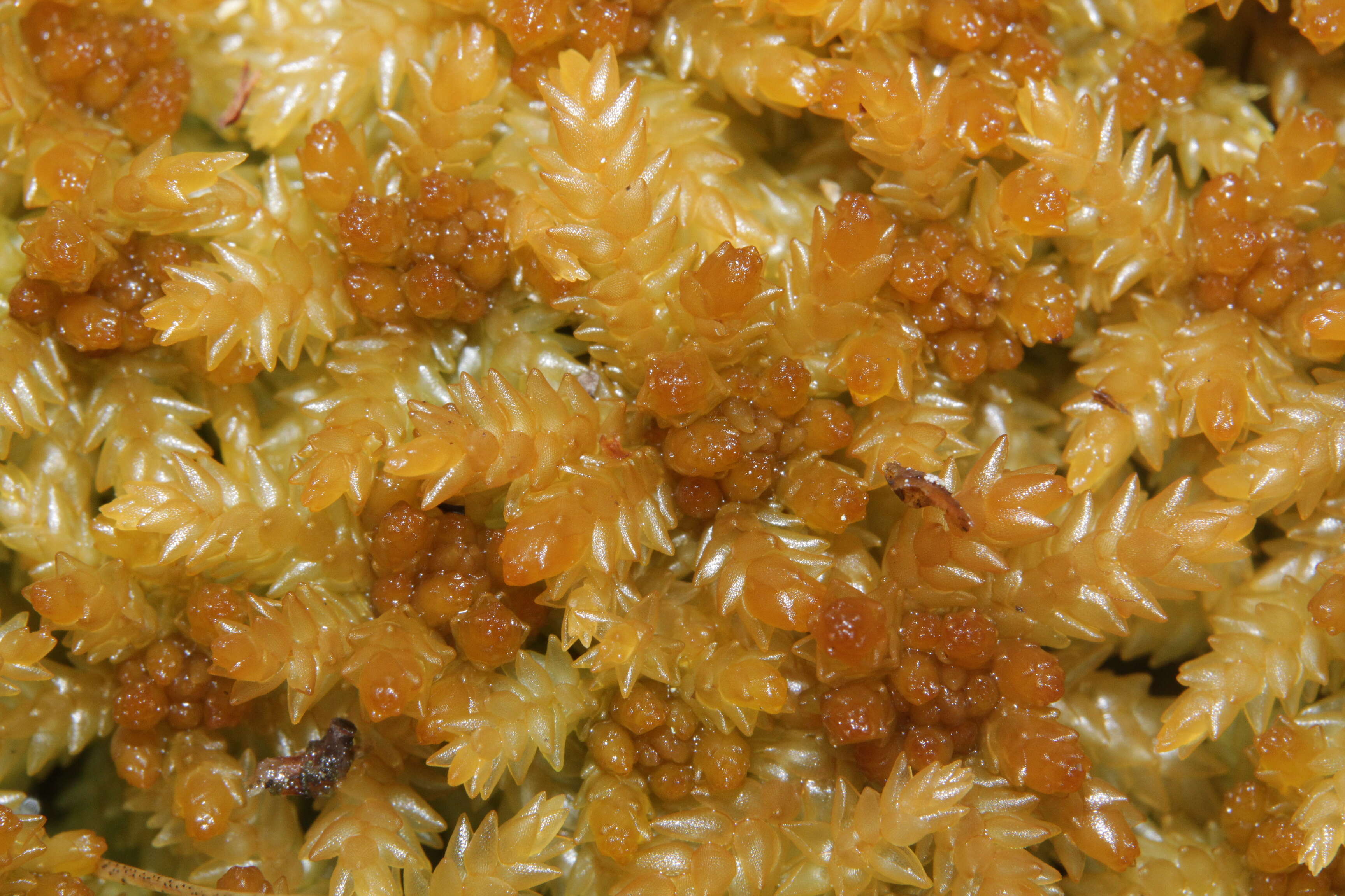 Image of papillose sphagnum