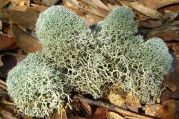 Слика од Cladonia evansii Abbayes