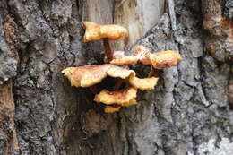 Plancia ëd Flammulina velutipes (Curtis) Singer 1951