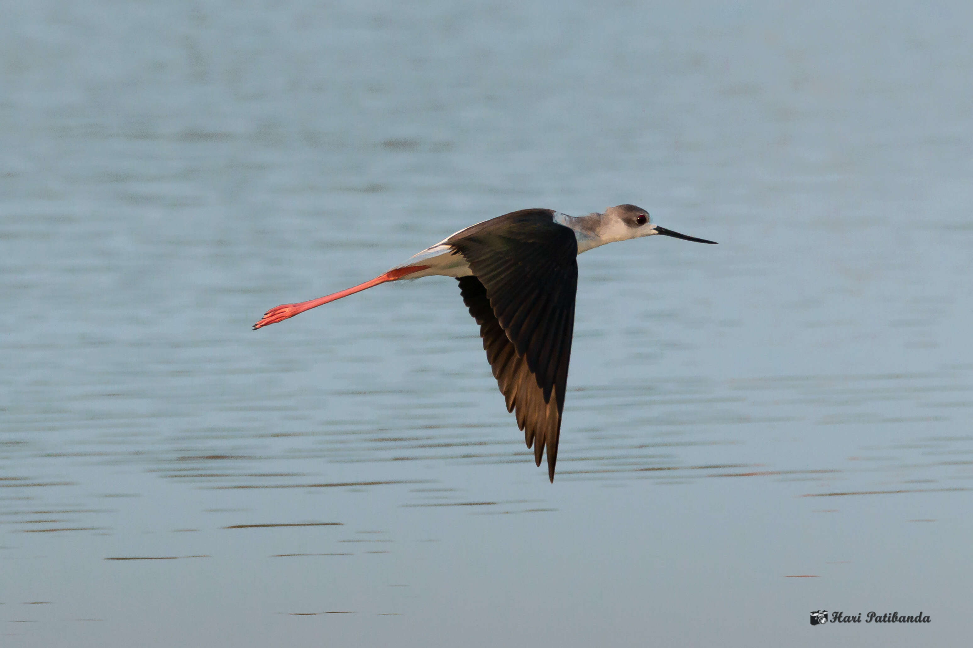 Image of Black-winged Stilt