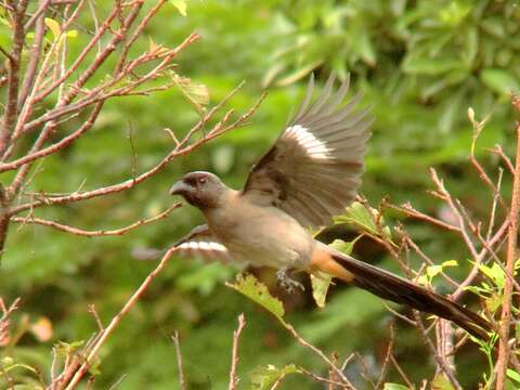 Image of Grey Treepie