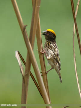 Image of Streaked Weaver