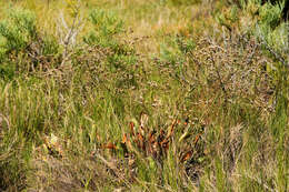 Image of Trans-Pecos sea lavender