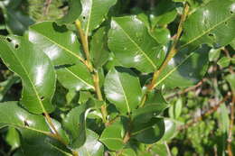 Image of Salix glabra Scop.