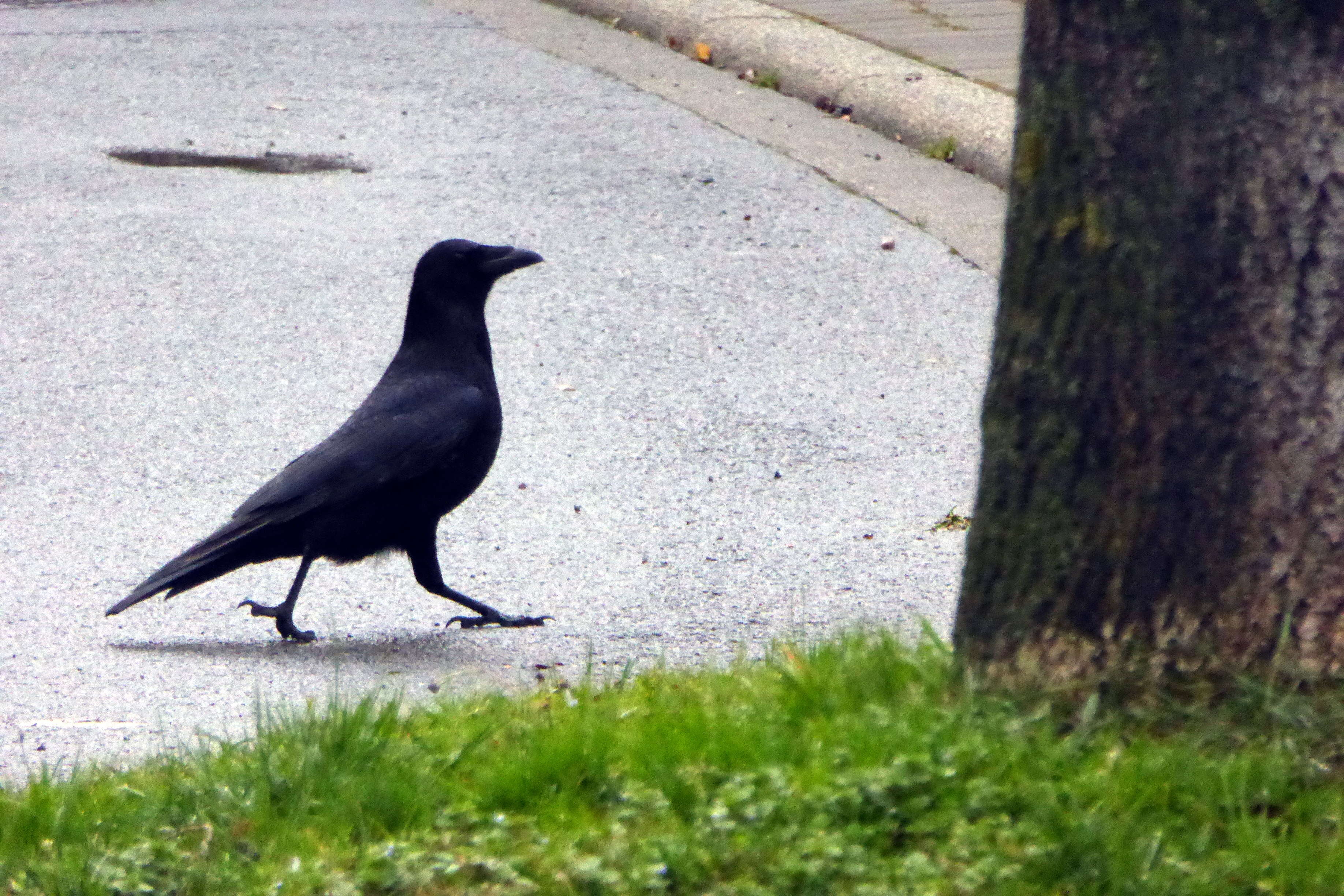 Image of Carrion Crow