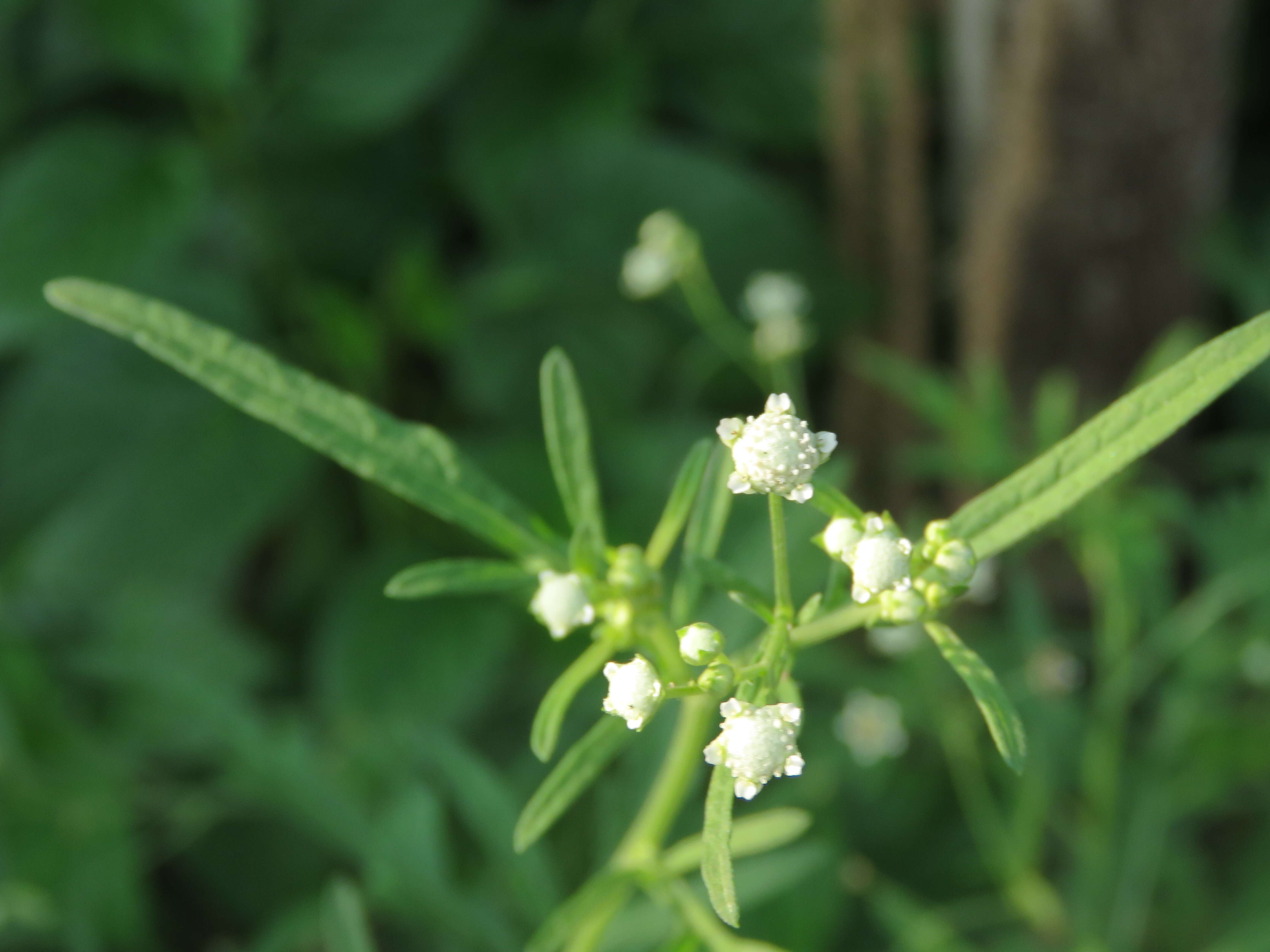 Image of Santa Maria feverfew