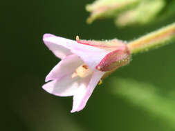 Image of purpleleaf willowherb