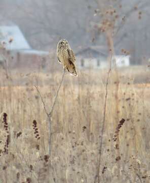 Image de Hibou des marais