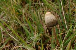 Plancia ëd Psilocybe semilanceata (Fr.) P. Kumm. 1871