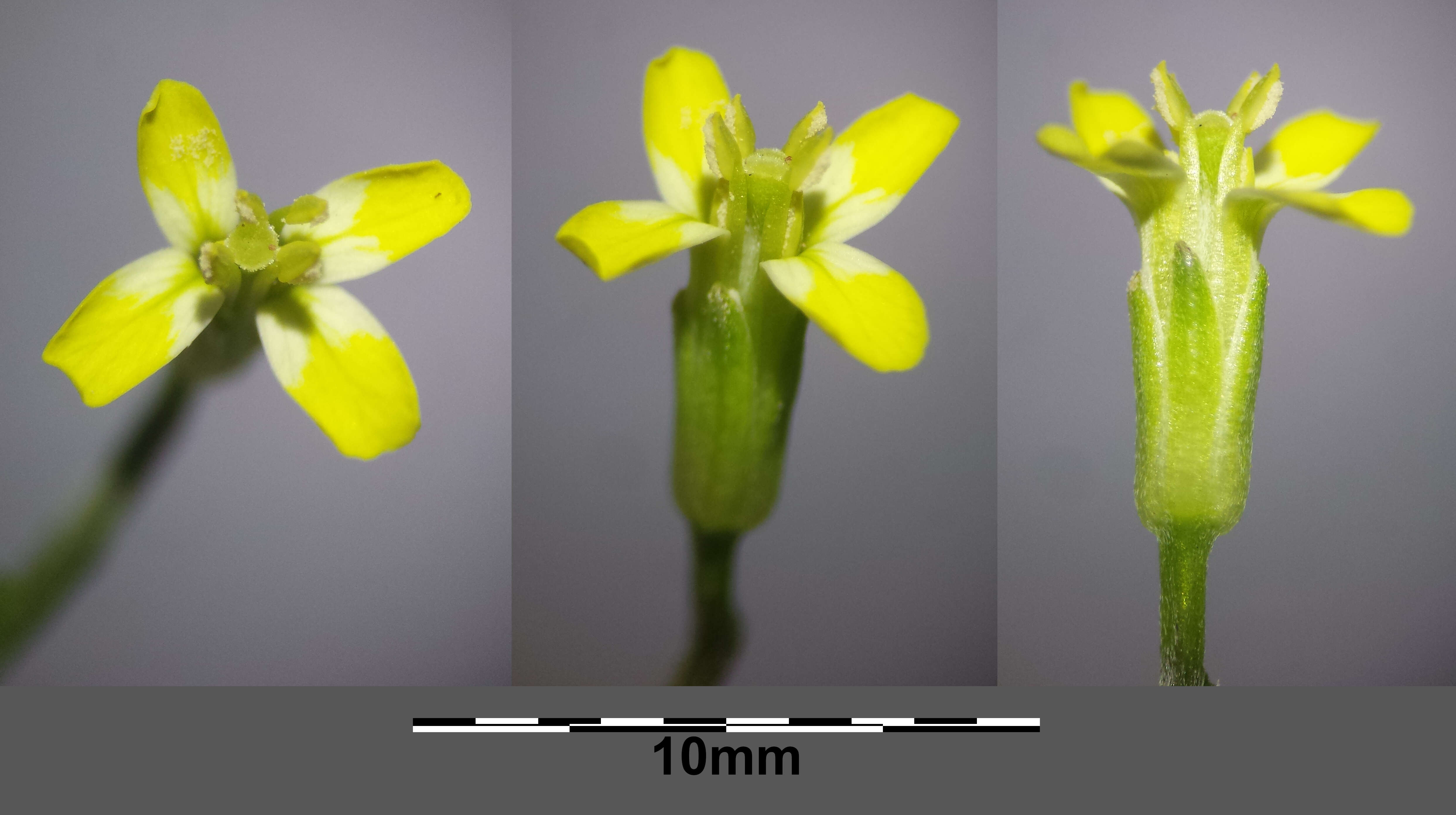 Plancia ëd Erysimum repandum L.