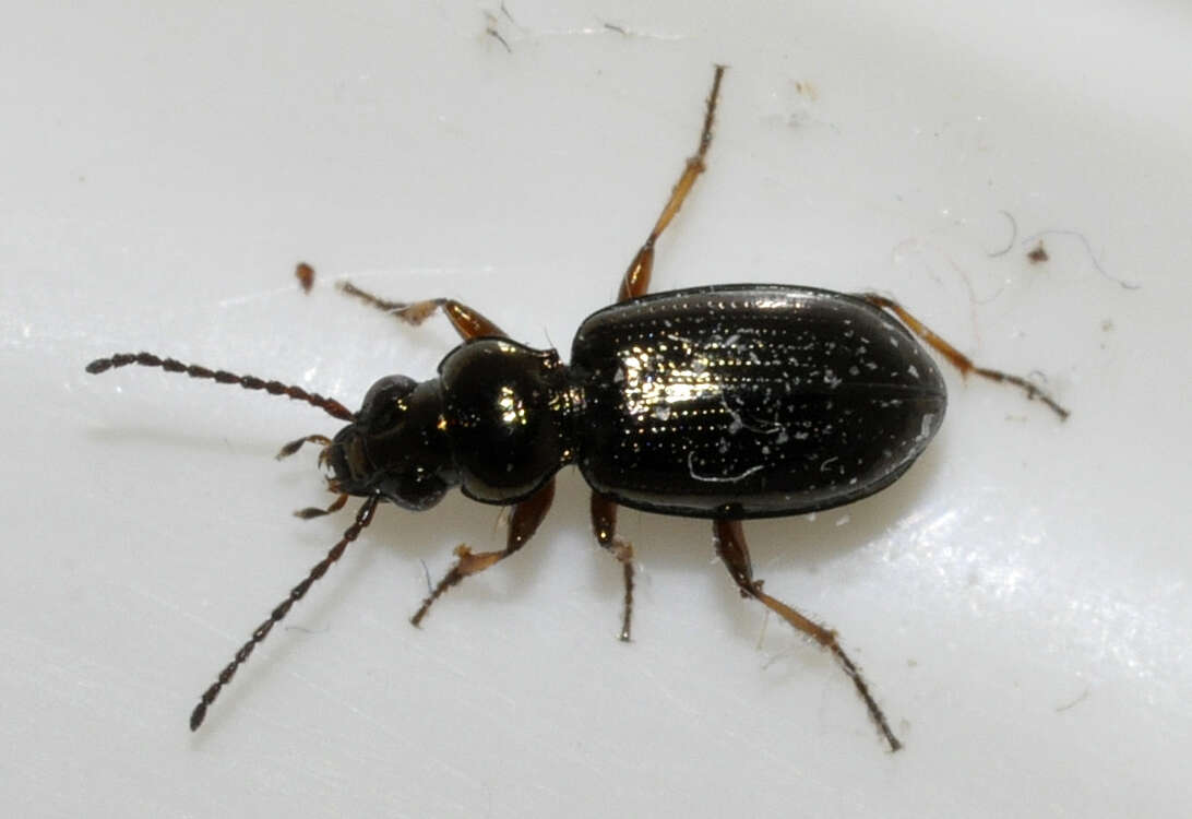 Plancia ëd Bembidion