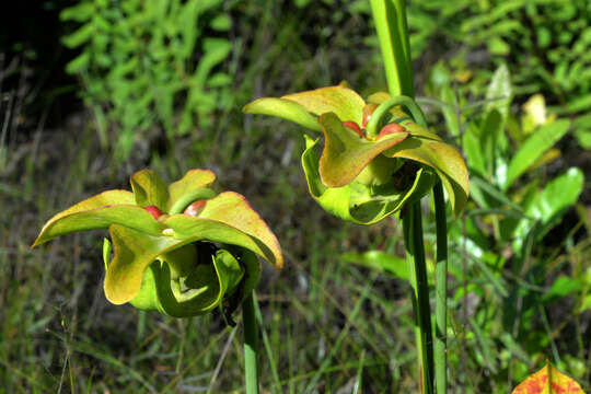 Image of Yellow Trumpets