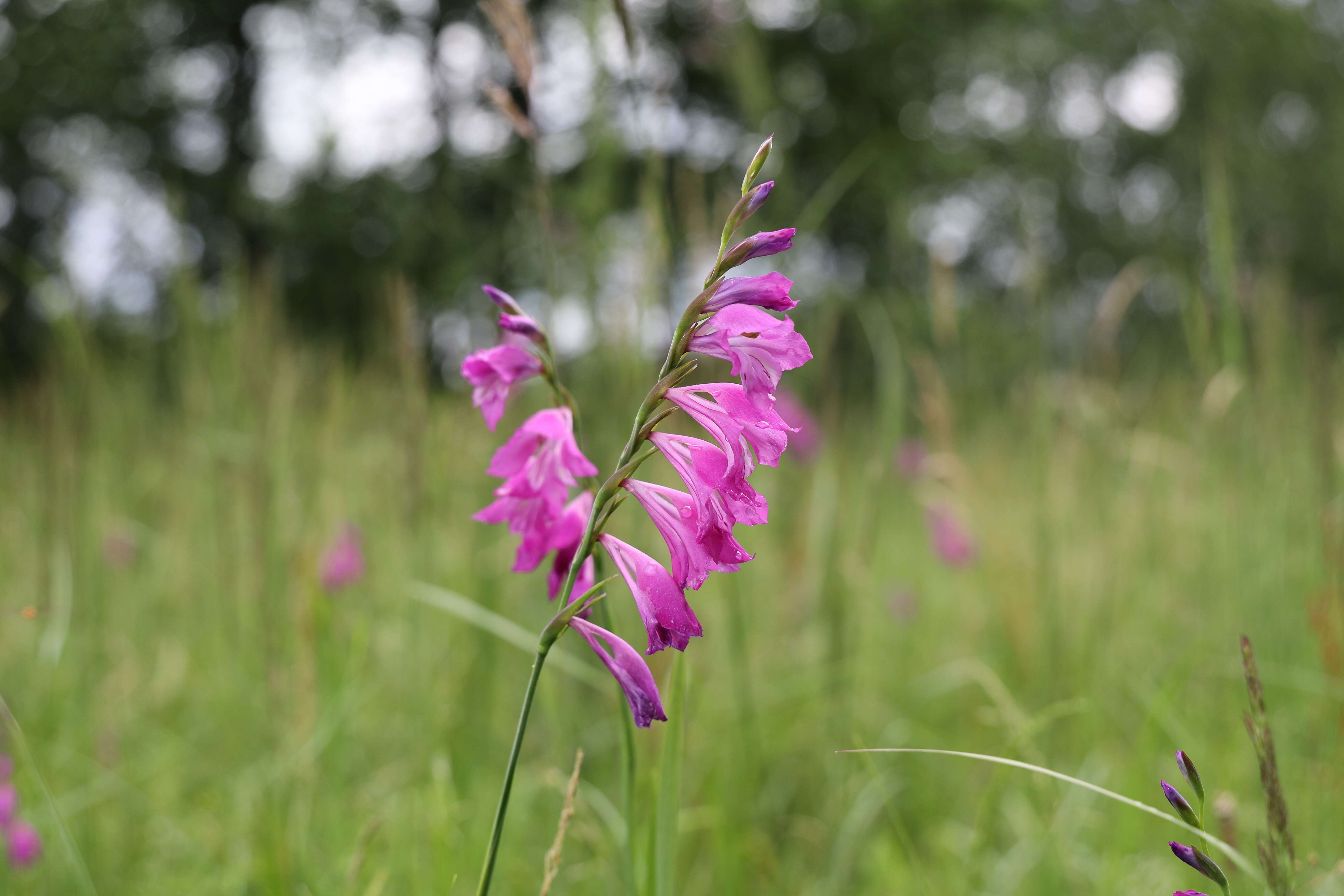 Imagem de Gladiolus imbricatus L.