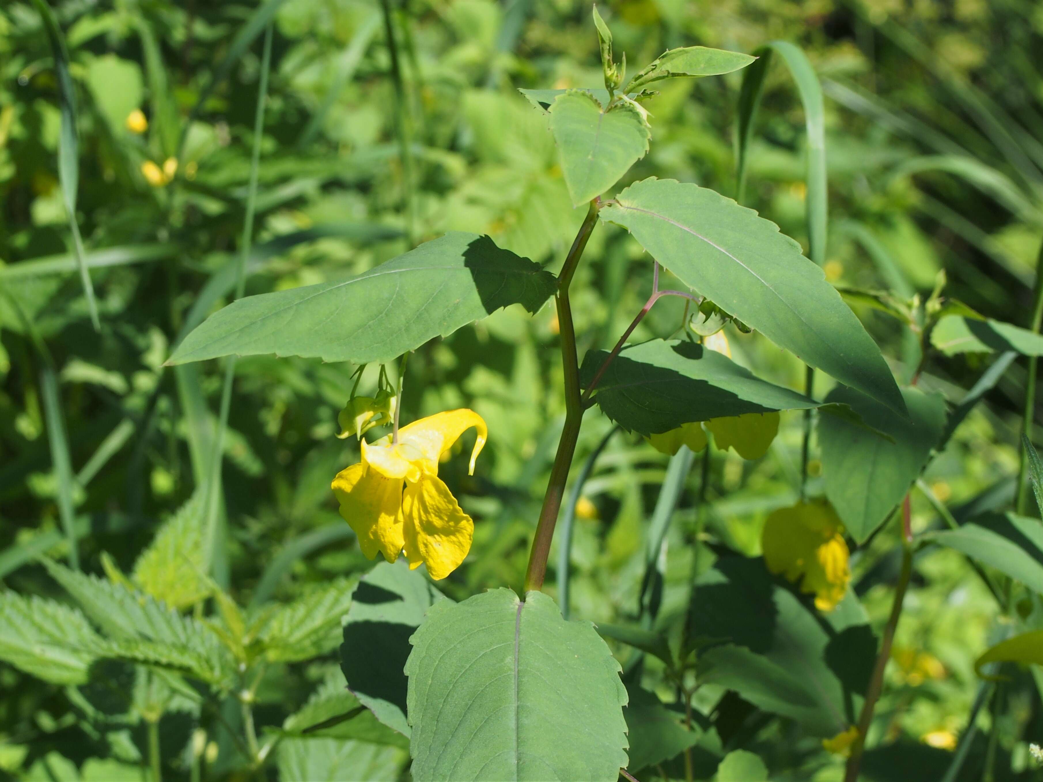 Image of Jewelweed