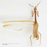 Image of Idolomorpha