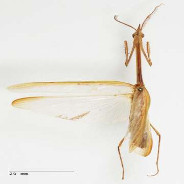 Image of Idolomorpha