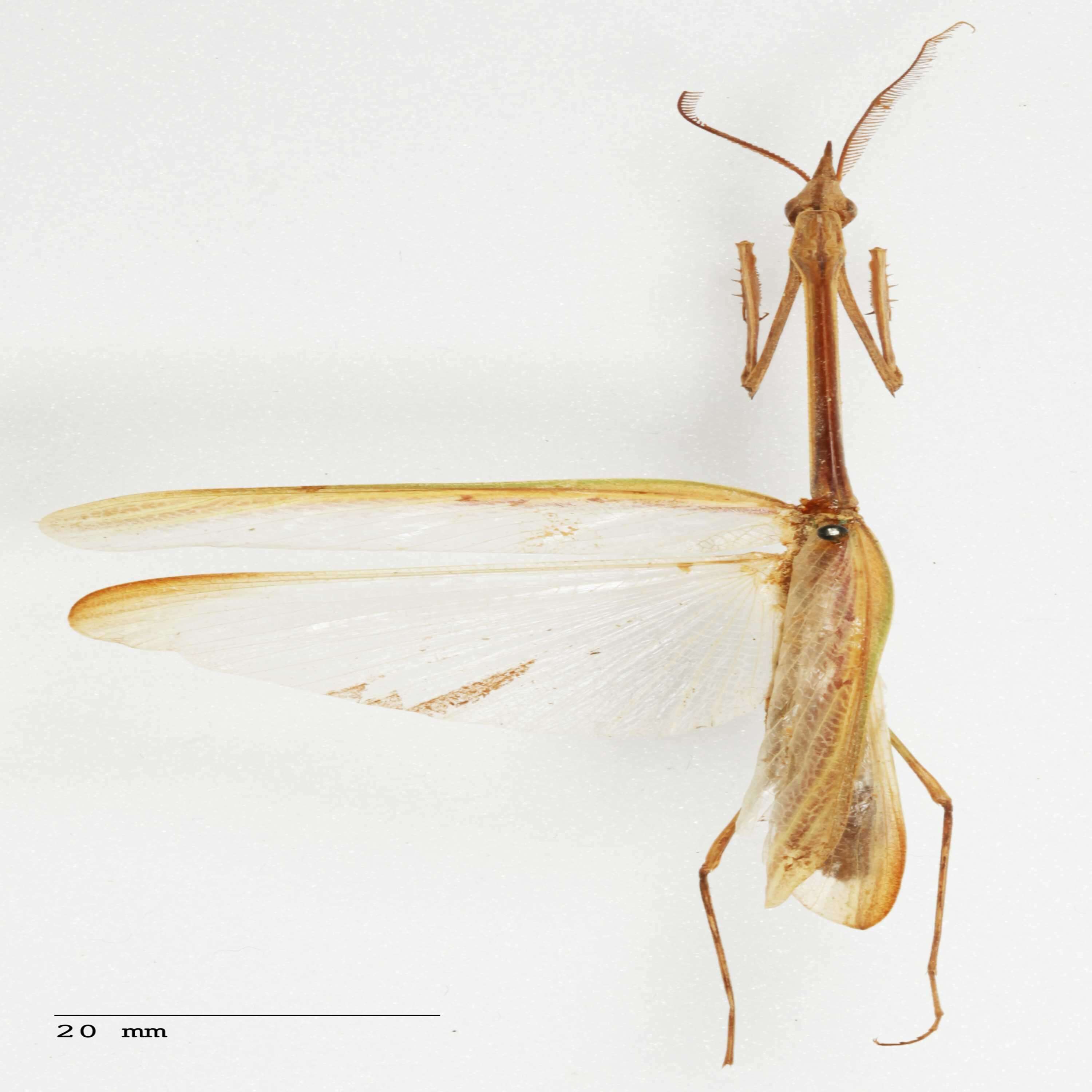 Image of Idolomorpha