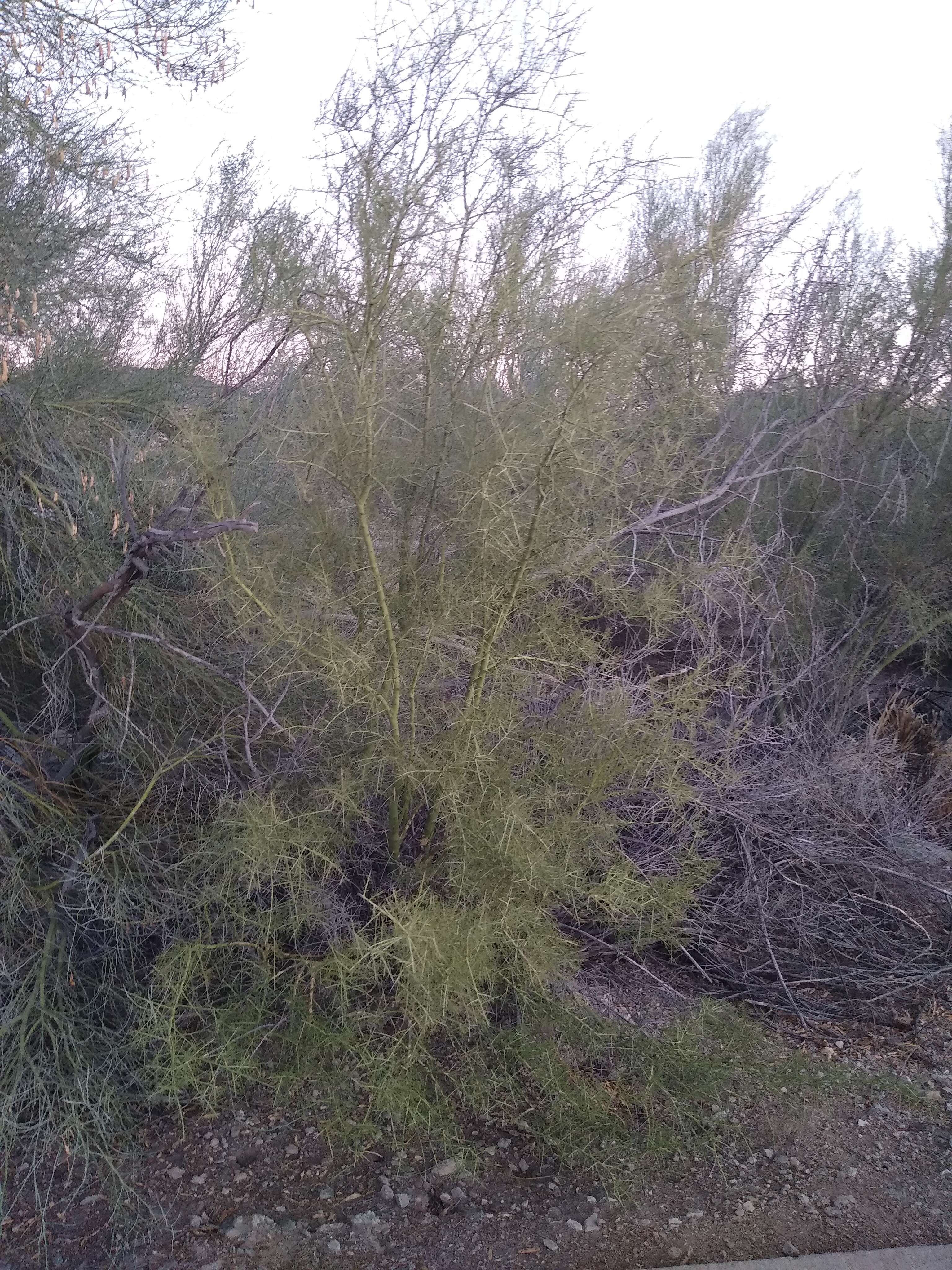 Image of yellow paloverde