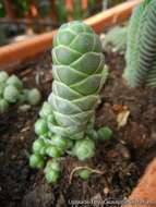 Image of Crassula barklyi N. E. Brown