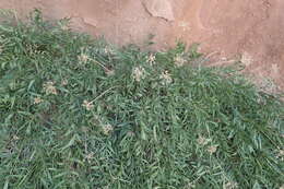 Image of Canyonlands biscuitroot