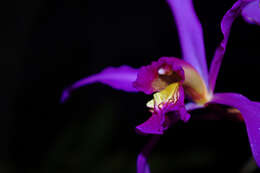 Image of Laelia superbiens Lindl.