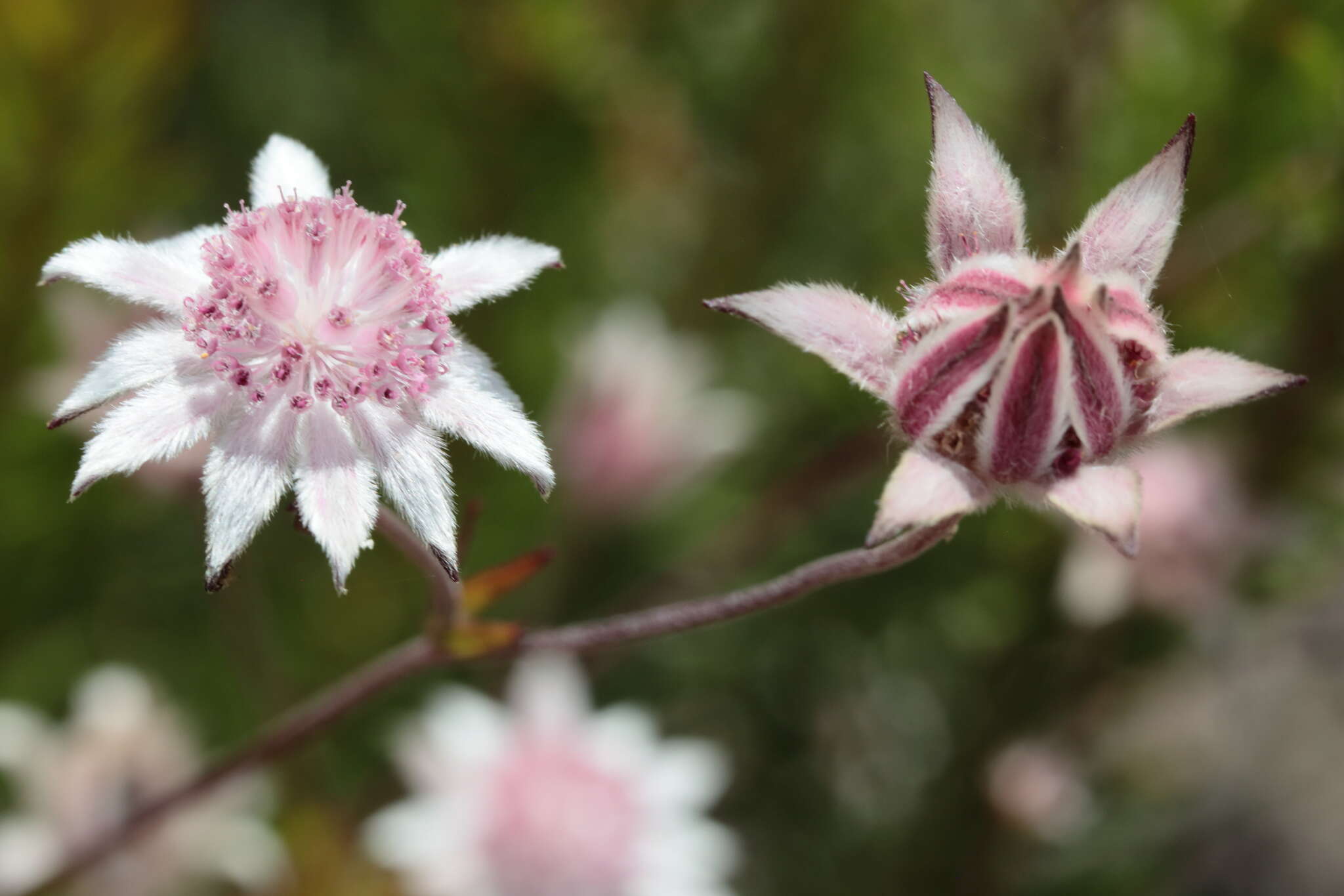 Imagem de Actinotus forsythii Maiden & Betche