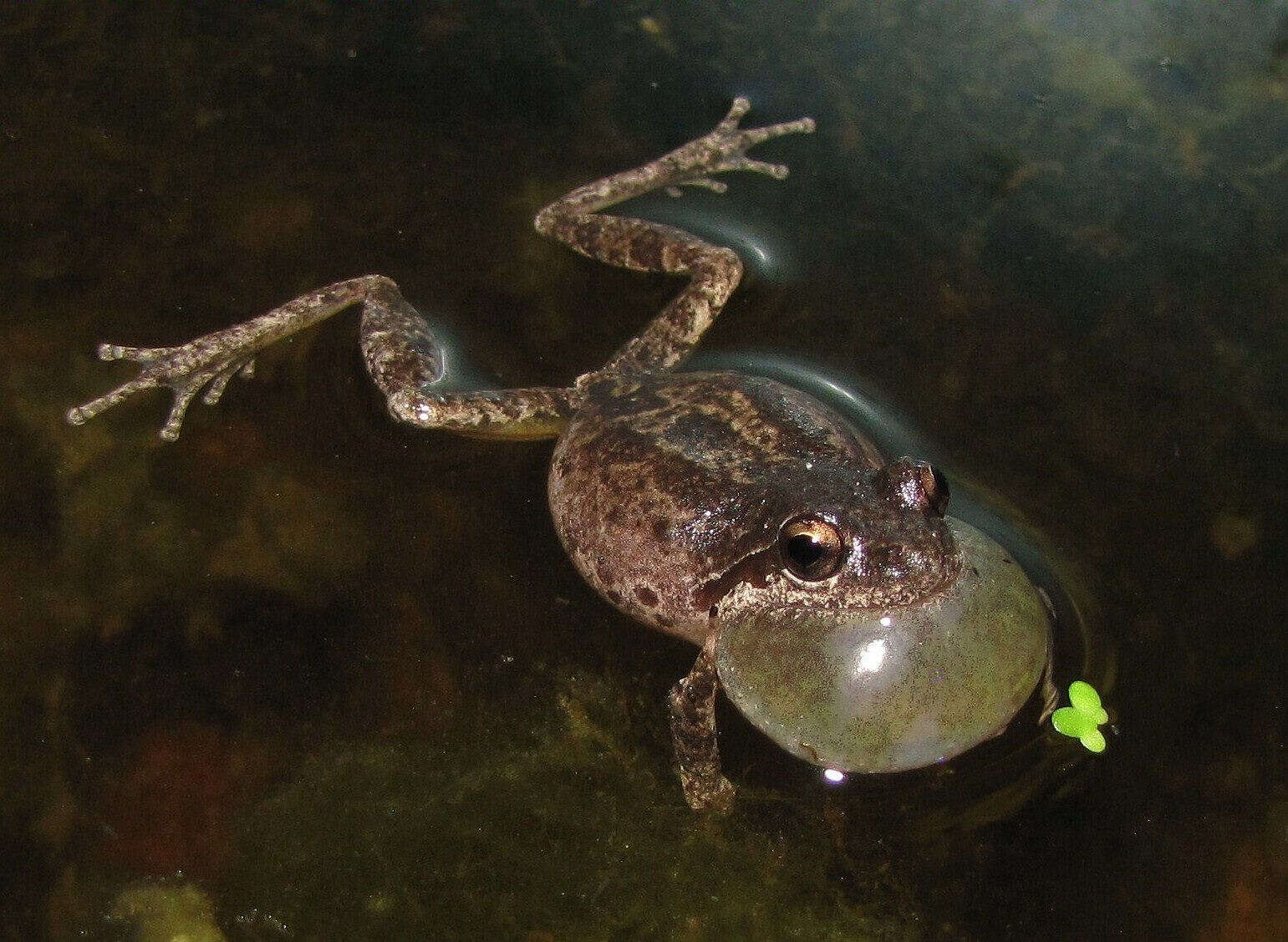 Image of Pseudacris hypochondriaca (Hallowell 1854)