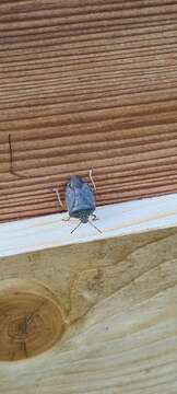 Image of Green shield bug