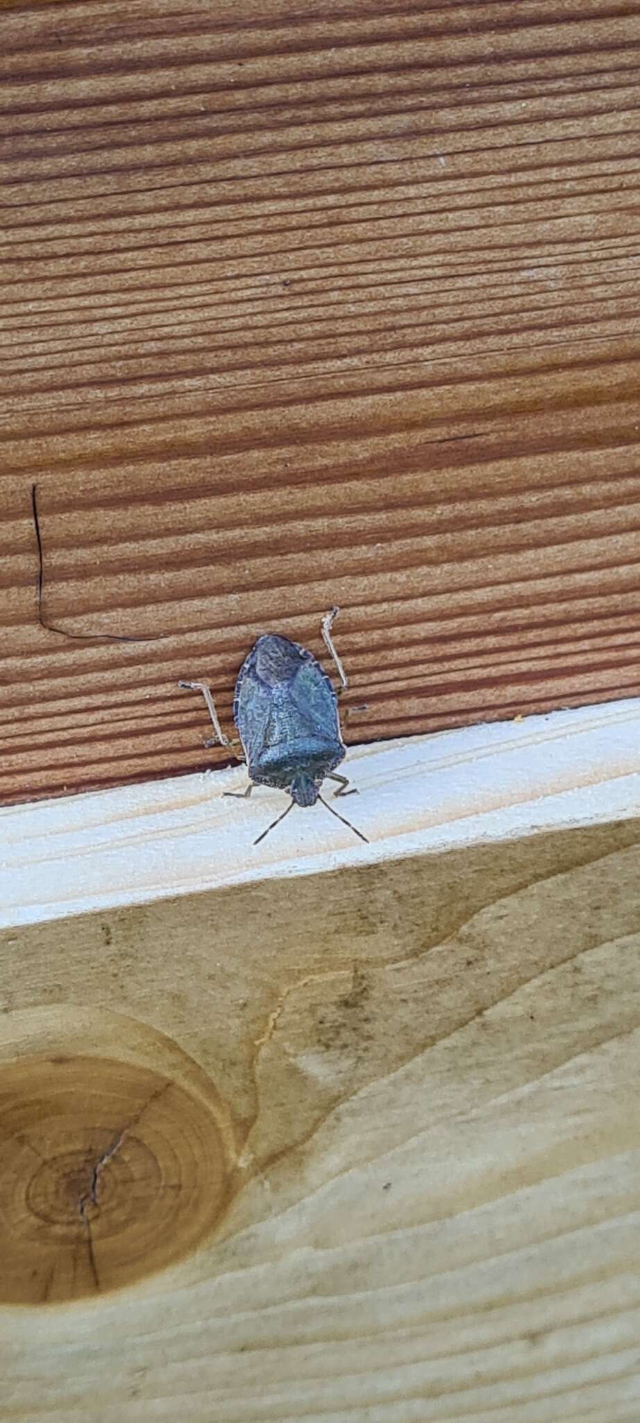 Image of Green shield bug