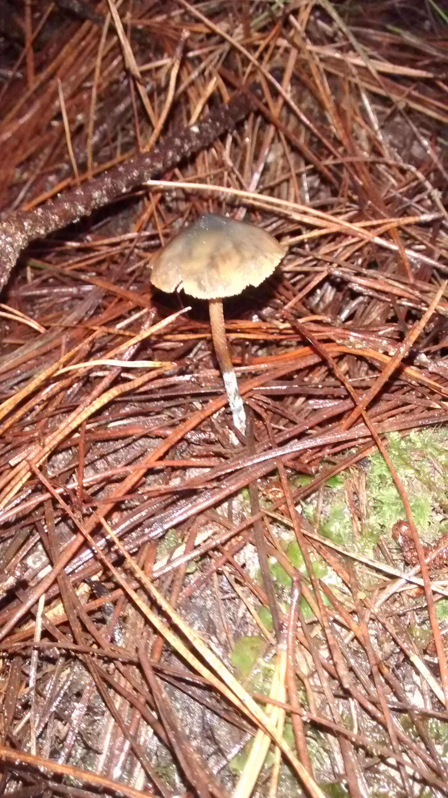 Image of Psilocybe aucklandiae Guzmán, C. C. King & Bandala 1991