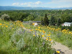 Image of oneflower helianthella