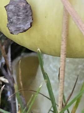 Image of Death cap