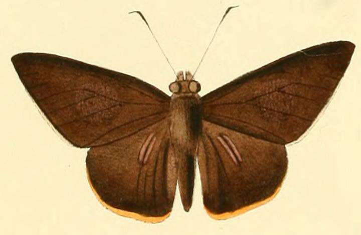 Image of Gangara lebadea Hewitson 1868