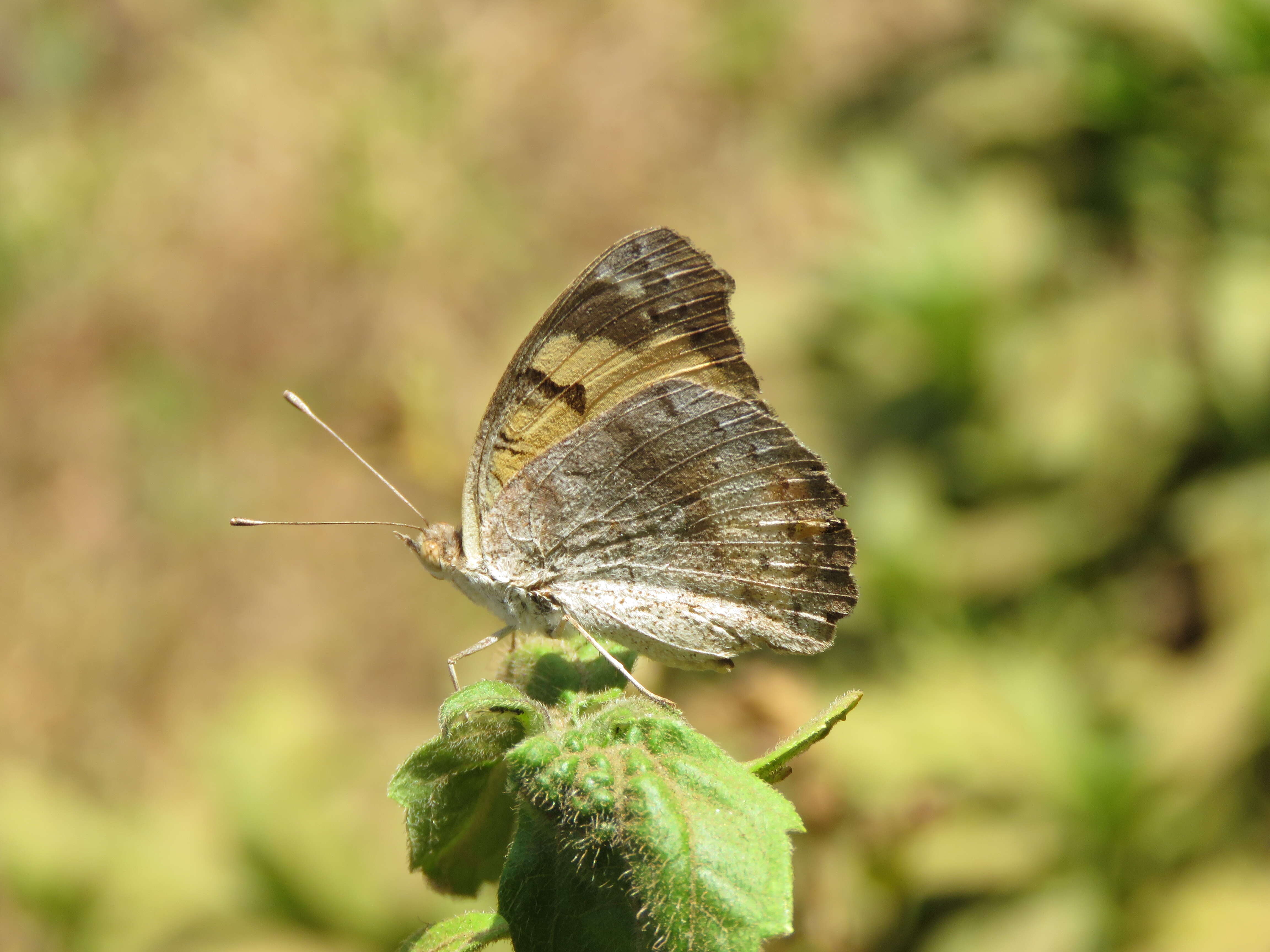 Imagem de Junonia hierta Fabricius 1798